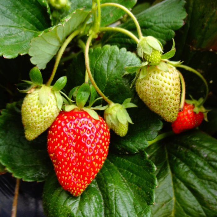 Fraises & petits fruits