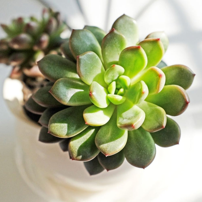 Plantes en pot