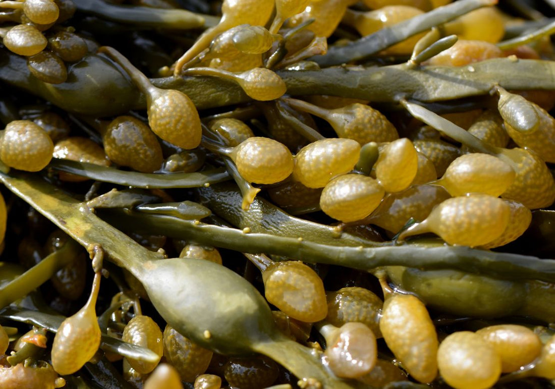 Ascophyllum nodosum : tout savoir sur le goémon noir