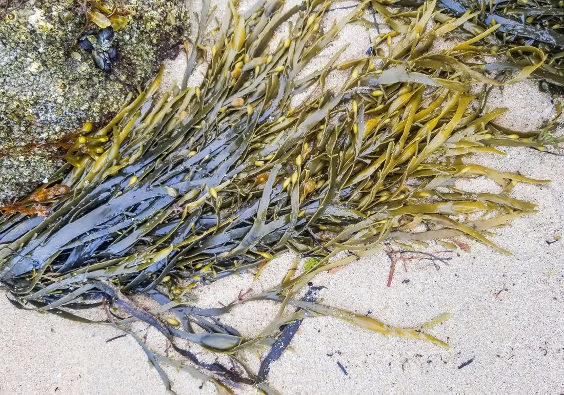 Les algues au jardin : à quoi ça sert ?