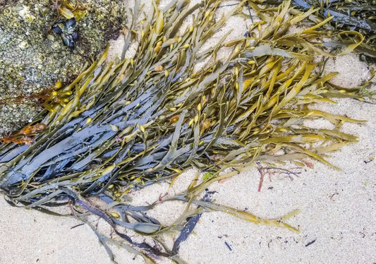 Les algues au jardin : à quoi ça sert ?