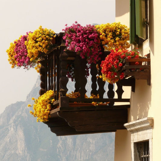 Plantes en pot et balcon : utiliser un extrait d'algue
