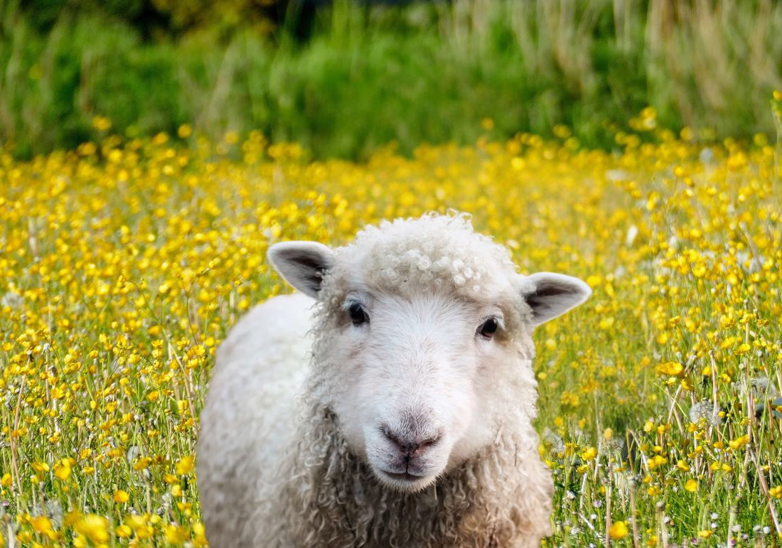 Laine de mouton au jardin : ce qui est permis ou non