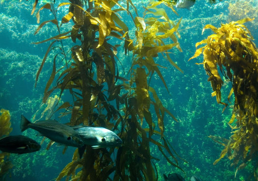 Laminaria digitata : la laminaire digitée, ou « kombu breton »