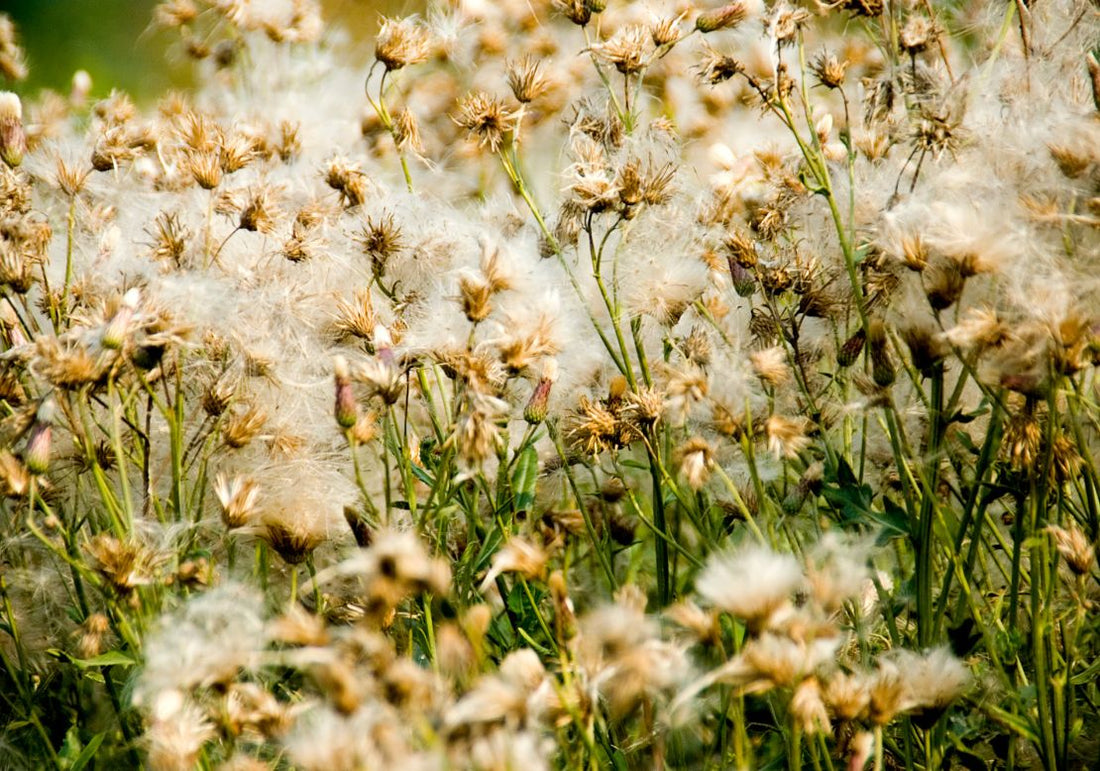 Plantes invasives au jardin : reconnaître, signaler, agir