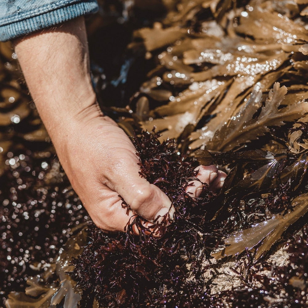 Ascophyllum ou laminaire : deux algues, un duo breton