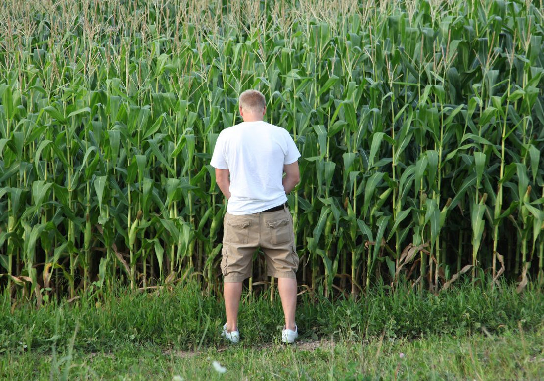 Urine au jardin : peut-on s'en servir comme engrais ?