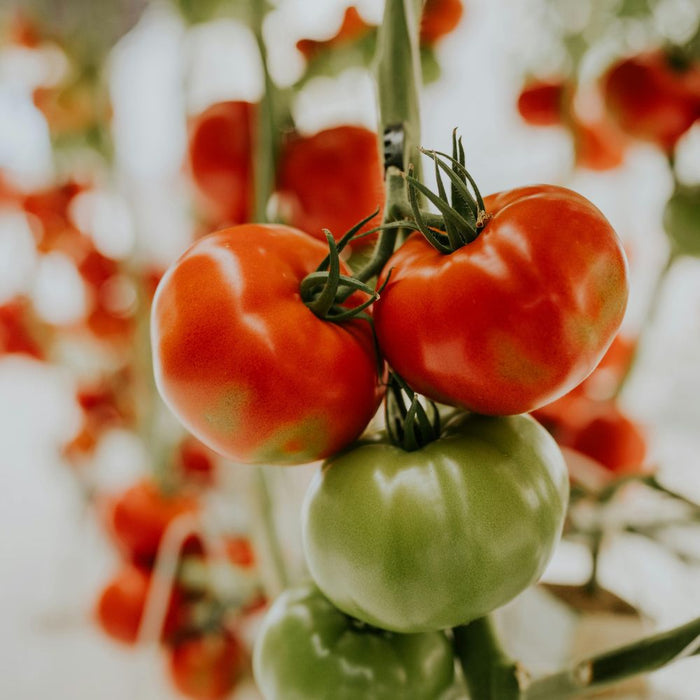 Potager & légumes