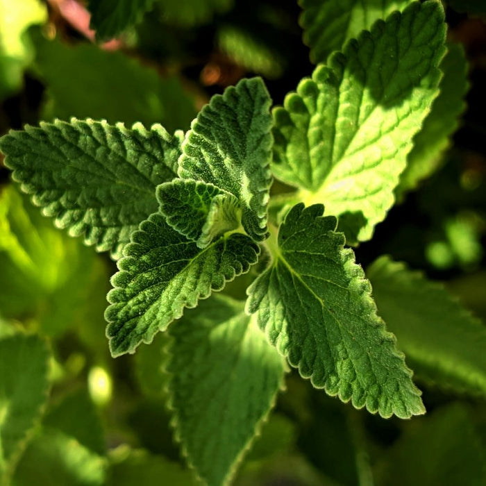 Aromatiques