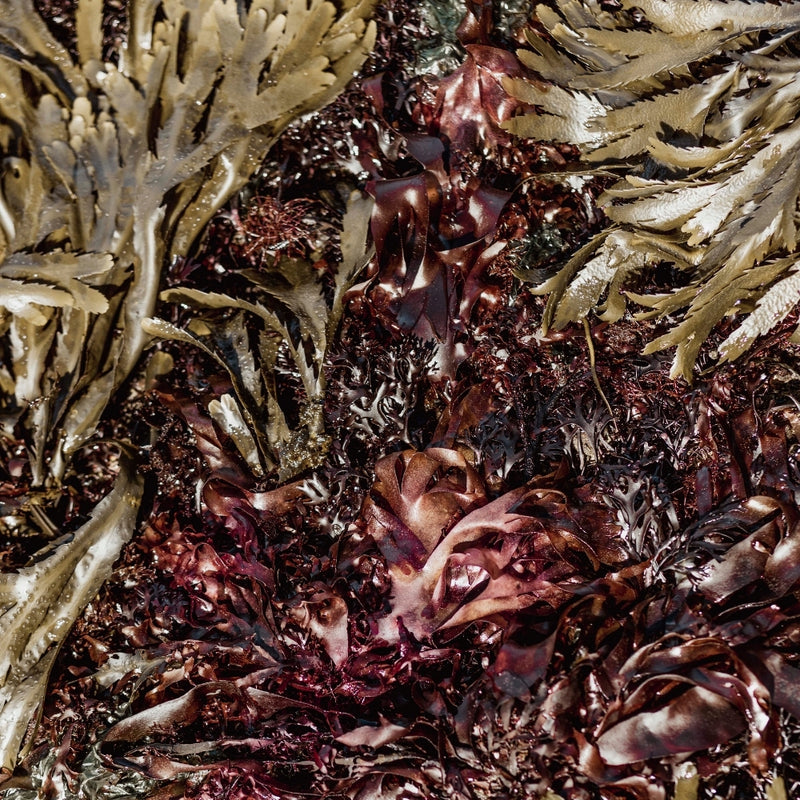 Ascophyllum ou laminaire : deux algues, un duo breton