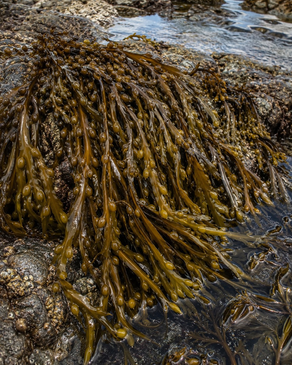 Gros plan d'Ascophyllum nodosum, algue brune