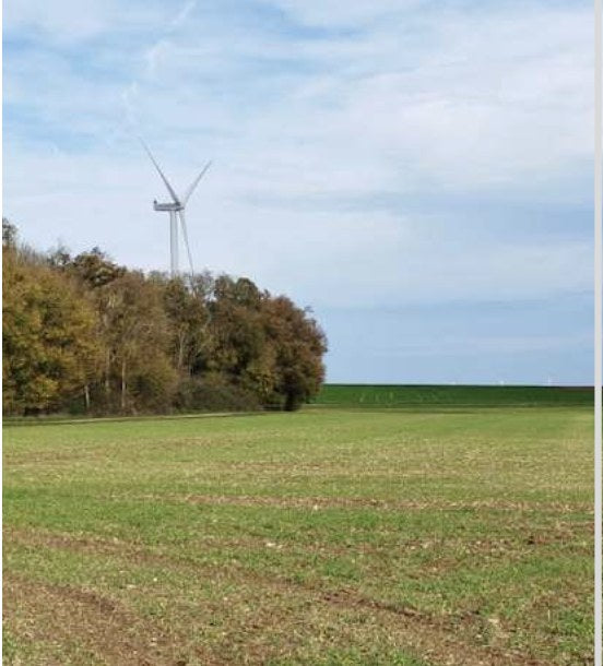 Blé & Orge témoin
