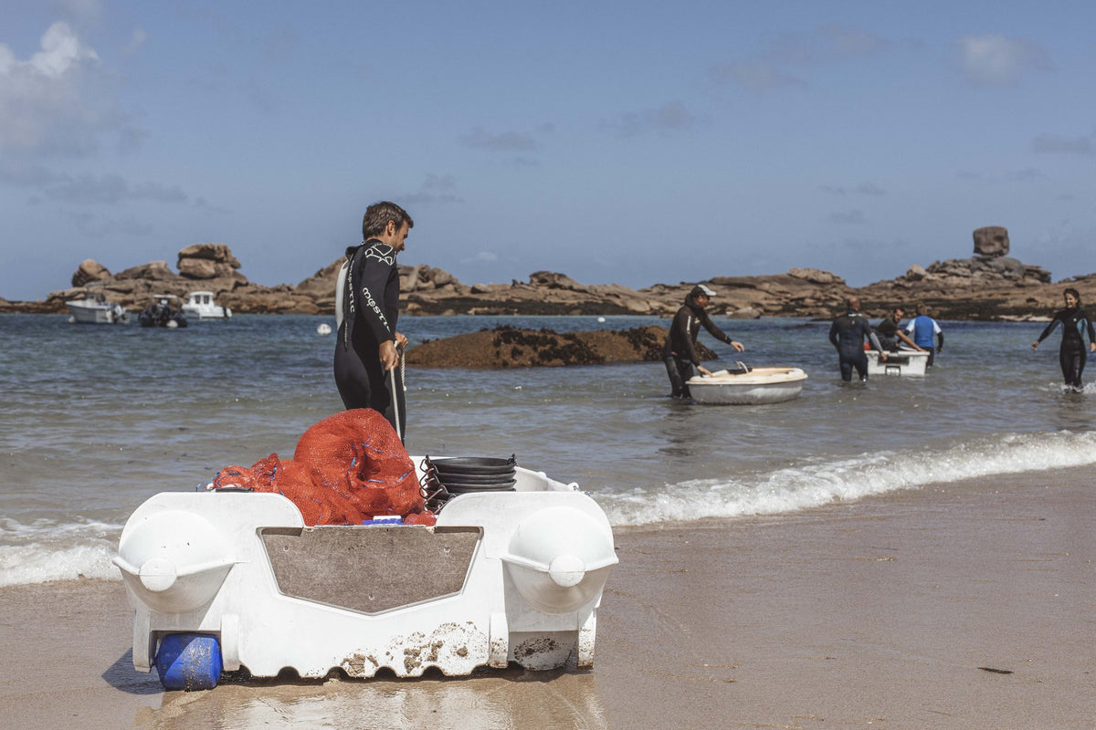 Récolte d'algue — plage bretonne