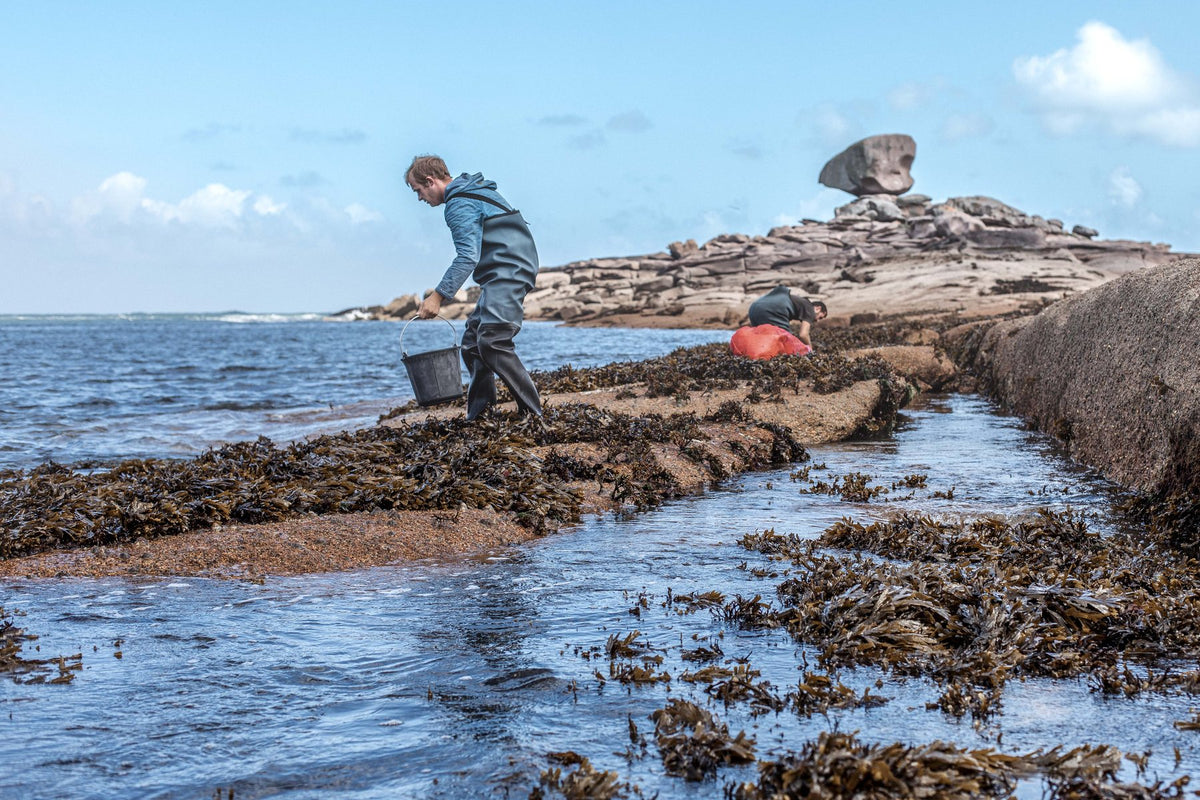 Agriculteur de la mer sur l'estran