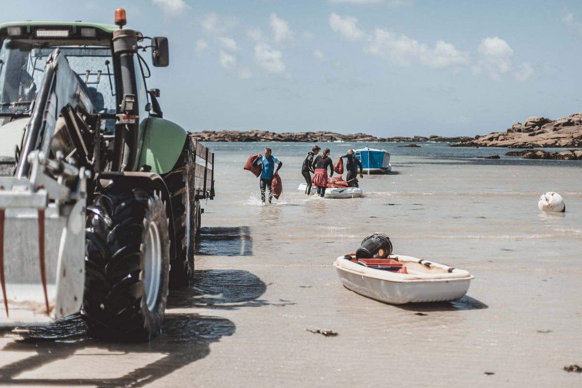 Retour de récolte, tracteur sur la plage