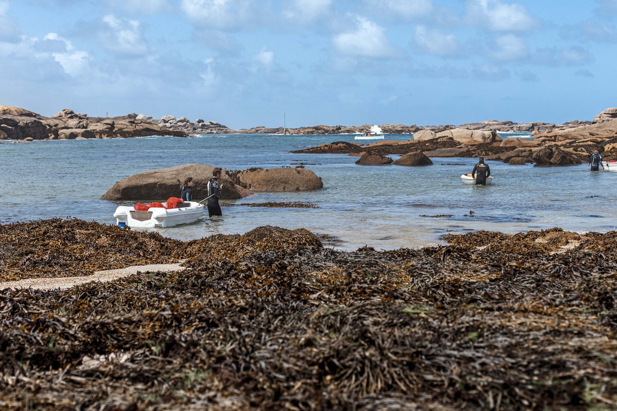 Récolte d'algue sur l'estran breton