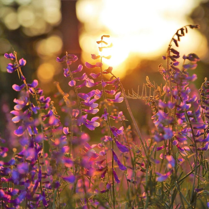 Fleurs & massifs